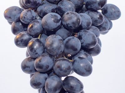 ყურძენი რქაწითელი — 800 კგ